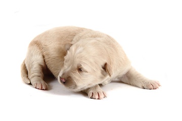 Image showing small labrador