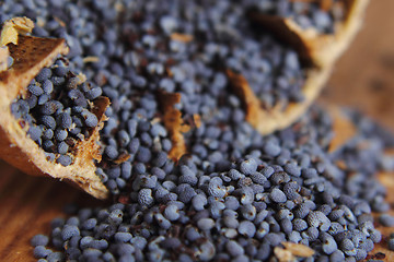 Image showing poppy seeds 