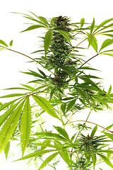 Image showing cannabis plant 