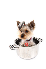 Image showing small yorkie dog in the pot