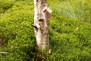 Image showing nice forest detail