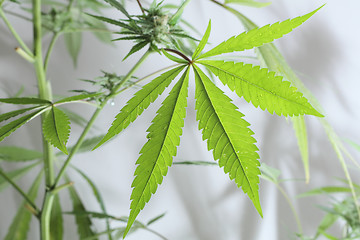 Image showing cannabis plant 