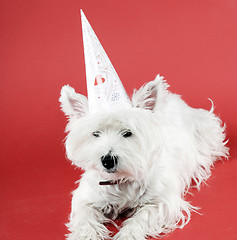 Image showing Dog party