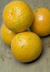 Image showing temple oranges  Florida