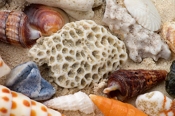 Image showing Ocean Shell Background