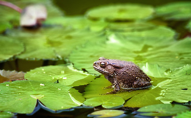 Image showing frog on lilypad