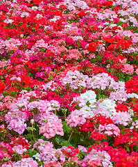 Image showing Geraniums floral background