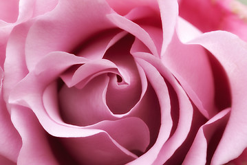 Image showing soft pink rose