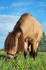 Image showing small horse eating grass