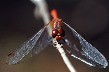 Image showing front of wild red yellow dragonfly 
