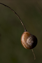 Image showing  phyla minori  in the bush