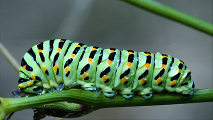 Image showing wild caterpillar Papilio 