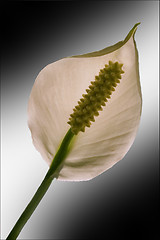 Image showing white yellow Anthurium Spatifillum 