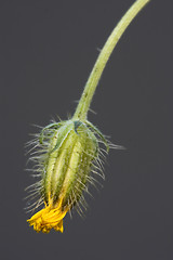 Image showing flowering yellow