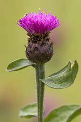 Image showing tomentosa  centaurea calcitrapa