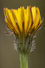 Image showing Crepis Sancta 