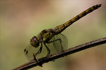 Image showing side of  yellow black dragonfly 