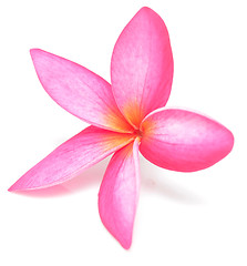 Image showing frangipani