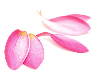 Image showing petals