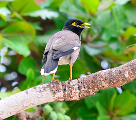 Image showing common myna