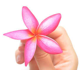 Image showing flower in hand