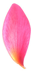 Image showing single petal