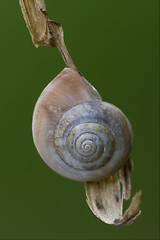 Image showing   phyla minori on a green leaf  