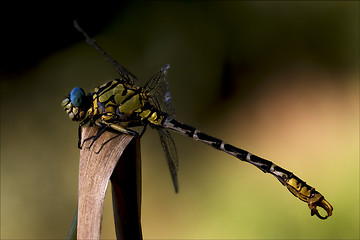 Image showing wild black yellow dragonfly anax imperator