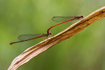 Image showing  coenagrion puella having sex in the bush