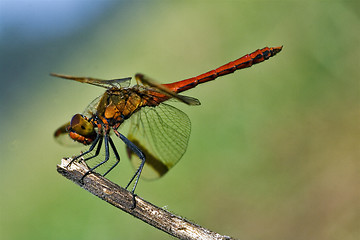 Image showing dragonfly on a wood branch and sky