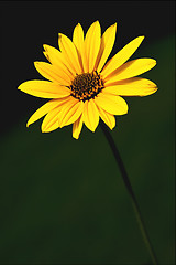 Image showing  yellow flower buphtalmum salicifolium