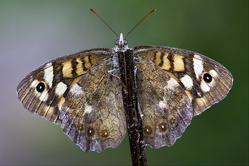 Image showing wild brown grey orange butterfly 