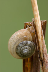 Image showing head of wild brown gastropoda 