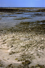 Image showing  seaweed beach sky