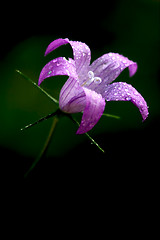 Image showing  flower Campanula Rapunculus 