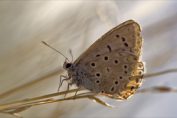 Image showing wild brown orange  butterfly  on a green leaf 