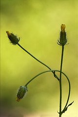 Image showing yellow hypochoeris glabra 