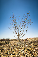 Image showing bush in the dry stone desert