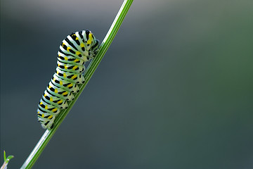 Image showing wild caterpillar of Papilio Macaone 