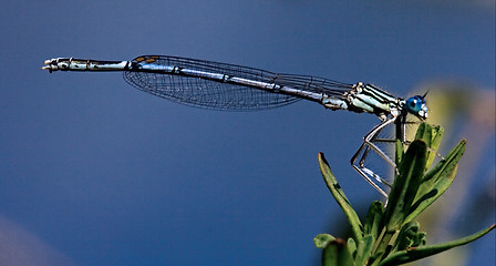 Image showing blue dragonfly coenagrion puella 