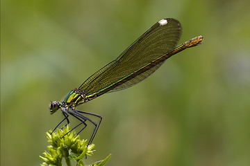Image showing side of wild gold green dragonfly 