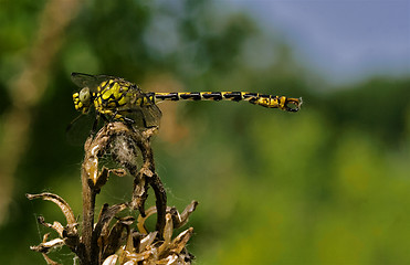 Image showing web and anax imperator