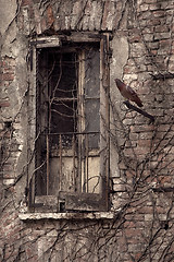 Image showing window and pigeon