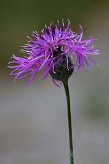 Image showing serratula cichoracea