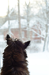 Image showing dog looking out the window