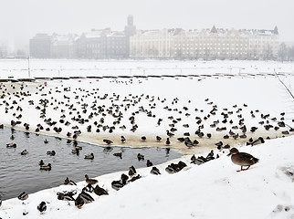 Image showing many ducks on the pond in winter