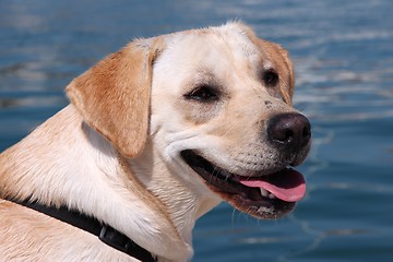 Image showing Labrador retriever