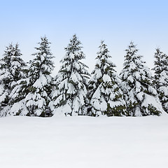 Image showing Fir trees covered by snow, winter beauty