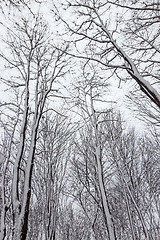 Image showing Trees covered by snow