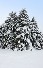 Image showing Fir trees covered by snow